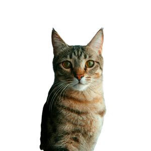 Close Up Of A Cute Tabby Cat Looking Attentively Indoors With Soft Lighting. 14832 - Cat PNG image with transparent background